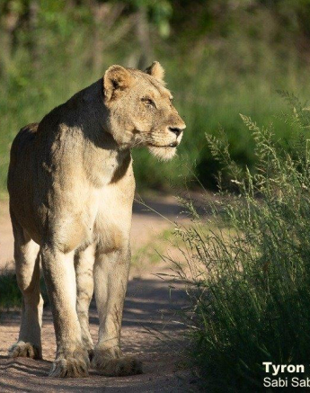 11Tyron Van Der Walt Styx Female 301220 1 Final