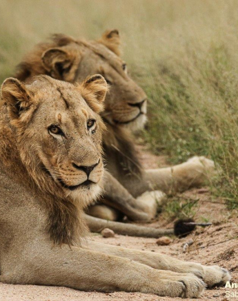 04andries Lions Kumbula 220321 3 Final 04andries Lions Kumbula 220321 3 Final