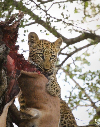 15Erin Herbst Ntsumi Cub 2 170521 Final