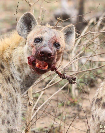 B08Erin Herbst Hyaena 2 191021 Final B08Erin Herbst Hyaena 2 191021 Final