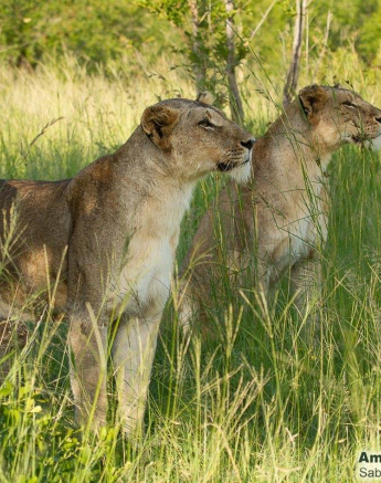 A02Amy Leigh Lion Mangeni 2 190122 Final