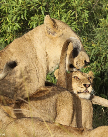 B12Erin Herbst Styx 1 080222 Final