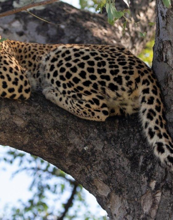 A15Jason Street Kigelia Cub 120422 Final