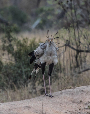 14Kevan Dobbie Secretarybird 0110.1 Final 14Kevan Dobbie Secretarybird 0110.1 Final