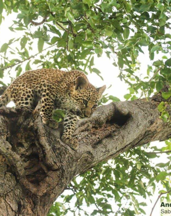 04andries Leopardcub.ntsumi 3 Final 04andries Leopardcub.ntsumi 3 Final