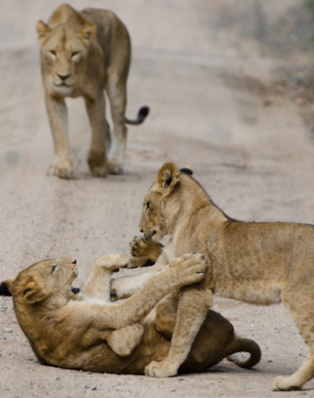 Lion Play 9 Lion Play 9