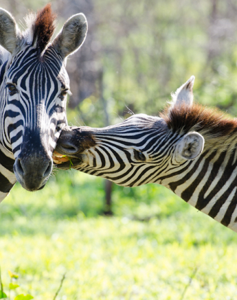 Zebra Zebra