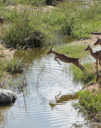 Leaping Impala Leaping Impala