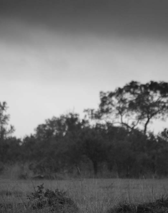 Steve Cheetah2 Steve Cheetah2