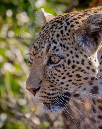 09Pravir Patel Leopard05 080915 09Pravir Patel Leopard05 080915