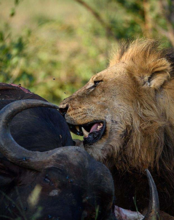 23Mike Palmer Lion Kill 260416 1 23Mike Palmer Lion Kill 260416 1