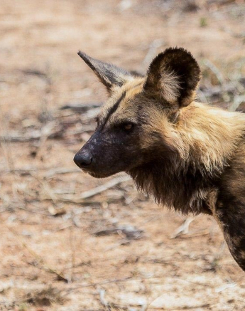 13Kevan Dobbie Wild Dog 2 Final 13Kevan Dobbie Wild Dog 2 Final