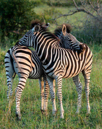 06Kerry Lee Roberg Zebra Foals Final 06Kerry Lee Roberg Zebra Foals Final