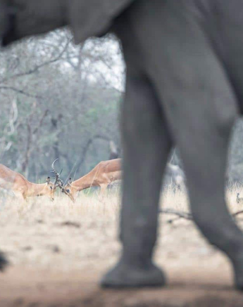 23 Francois Malan 5 15082018 Impala Fight Final