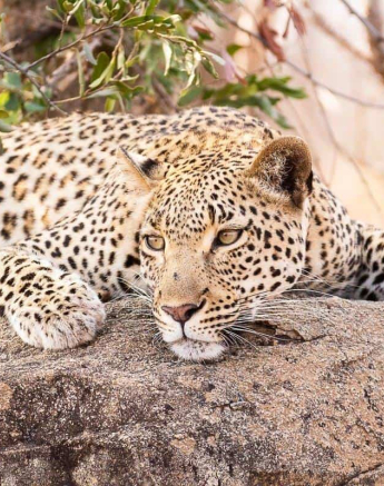 11Frederik Aucamp Kagelia Female Leopard 30 09 2018 Final 11Frederik Aucamp Kagelia Female Leopard 30 09 2018 Final