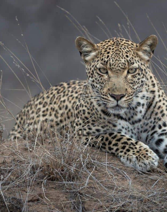 05Francois Malan KIGILIA 20181031 1 Of 1 Final 05Francois Malan KIGILIA 20181031 1 Of 1 Final