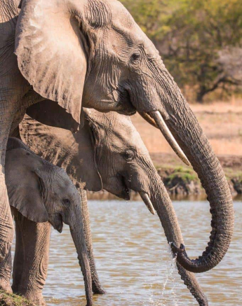 25Frederik Aucamp Elephants Drinking 30 10 2018 Ps Final 25Frederik Aucamp Elephants Drinking 30 10 2018 Ps Final