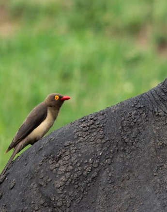 07Kerry Lee Roberg Oxpecker Blog 6 Final 07Kerry Lee Roberg Oxpecker Blog 6 Final