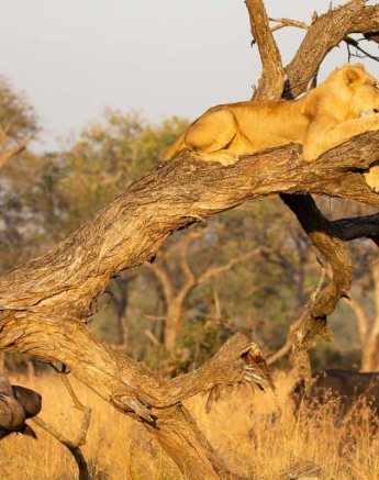 01Louise Murray Sp 06062019 Final 01Louise Murray Sp 06062019 Final