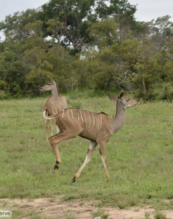 11Maryke Nel Kudu 18012020 1 Final 11Maryke Nel Kudu 18012020 1 Final