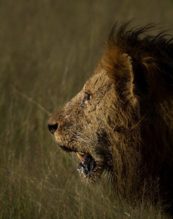 19Graeme Stewart Lion 220320 2 Final