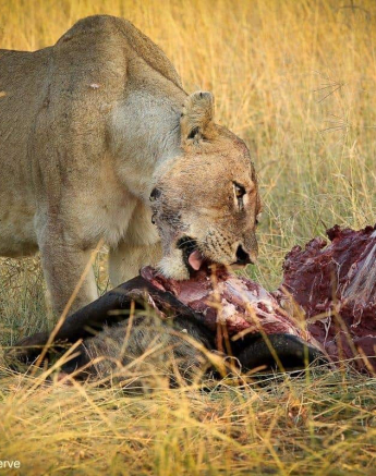 36Ally Ross Mangheni 26032020 Final 36Ally Ross Mangheni 26032020 Final