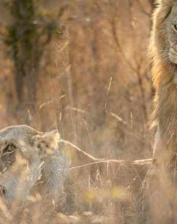 32Richard De Gouveia Lions 26082020 1 FINAL