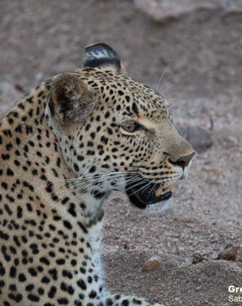 04Greg Heasman Kigelia 07112020 Final 04Greg Heasman Kigelia 07112020 Final