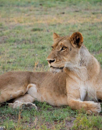 08ronald Mutero Southern Pride Female 10112020  2 Final 08ronald Mutero Southern Pride Female 10112020  2 Final