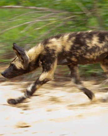 32Amy Leigh Wild Dogs 3 051120 Final 32Amy Leigh Wild Dogs 3 051120 Final