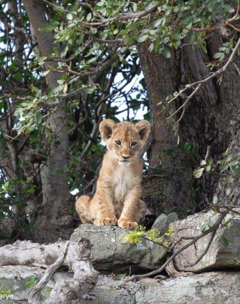 05Greg Heasman Sp And Cubs 21112020 Final 05Greg Heasman Sp And Cubs 21112020 Final