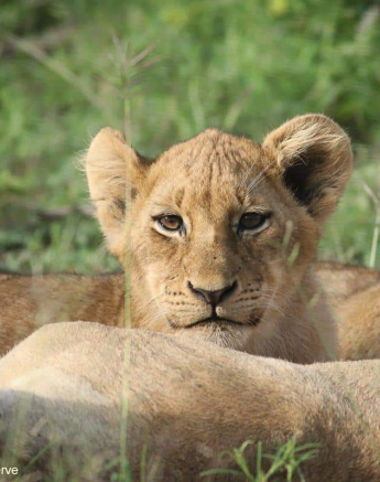 17Marco Vietti Mhangeni 040121  Final