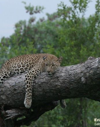 19Erin Herbst Kigelia 1 050221 Final