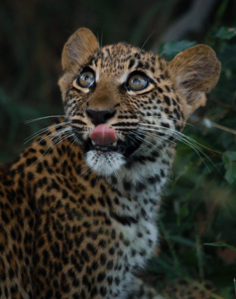 26Ally Ross 20210326 Ntsumi Cub 02 Final 26Ally Ross 20210326 Ntsumi Cub 02 Final