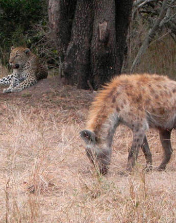 14Jan2014 Sue Neil Kendrick Leopard Hyena 14Jan2014 Sue Neil Kendrick Leopard Hyena