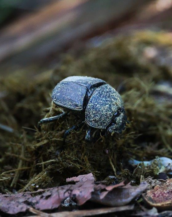 B05Coenraad Stapelberg Dung Beetle 091122 4 Final