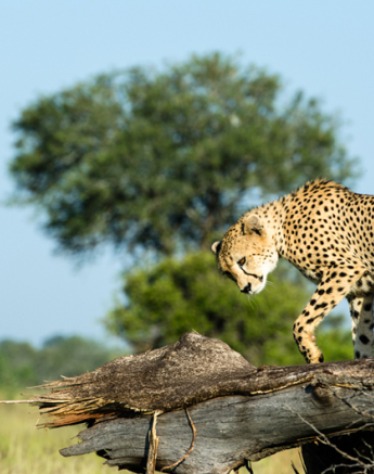 Cheetah Rich 3 Cheetah Rich 3