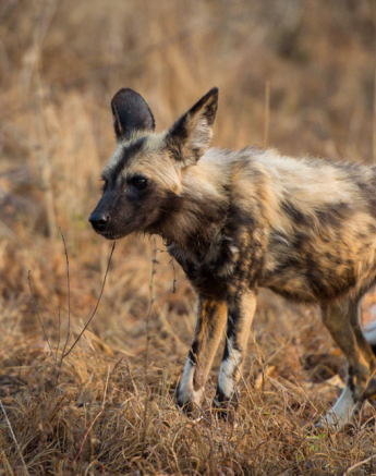 Wild Dogs 1 Wild Dogs 1