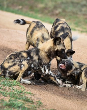 Mike Palmer Dogs 2 Mike Palmer Dogs 2