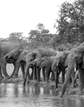 Photo Steve WB Ele Herd Photo Steve WB Ele Herd