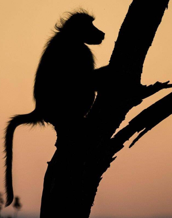 11Sheldon Hooper Baboon 4 11Sheldon Hooper Baboon 4