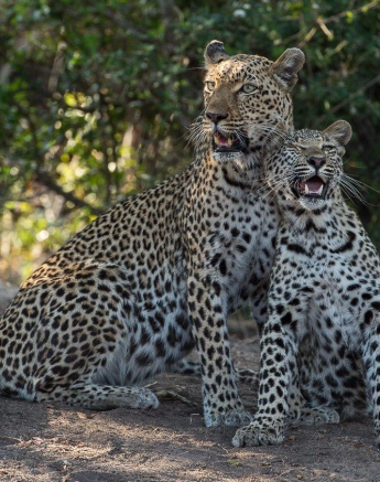 09Terry Ennever LBC And Cub 1 09Terry Ennever LBC And Cub 1
