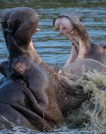48Kyle 21 Mar Hippo Fight 10 Final 48Kyle 21 Mar Hippo Fight 10 Final