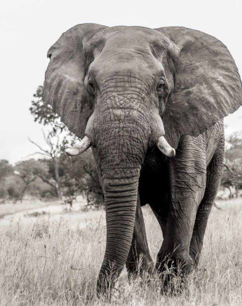 05Kevan Dobbie Elephant Bull 020518 Final 05Kevan Dobbie Elephant Bull 020518 Final