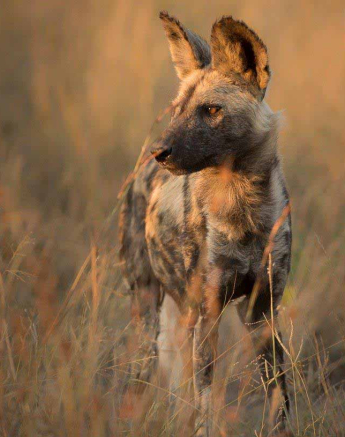 39Terry Ennever Wild Dog 2018512 2 Final 39Terry Ennever Wild Dog 2018512 2 Final