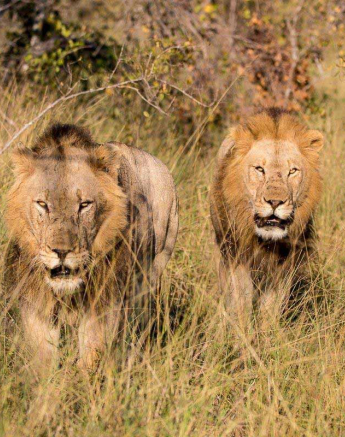 44Greg Heasman Male Female Lions 22 05 18 2 Final 44Greg Heasman Male Female Lions 22 05 18 2 Final