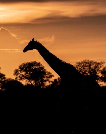 08Kevan Dobbie Giraffe Sunset 251118 Final 08Kevan Dobbie Giraffe Sunset 251118 Final
