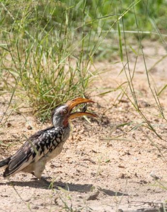 02Kevin Van Der Linde Southern Yellow Billed Hornbill Blog Final
