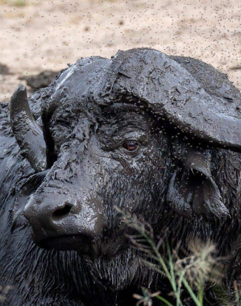 10Kevin Van Der Linde Bufallo 08052019 Final