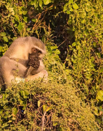 36Frederik Aucamp Vervet Monkey 1 Final 36Frederik Aucamp Vervet Monkey 1 Final